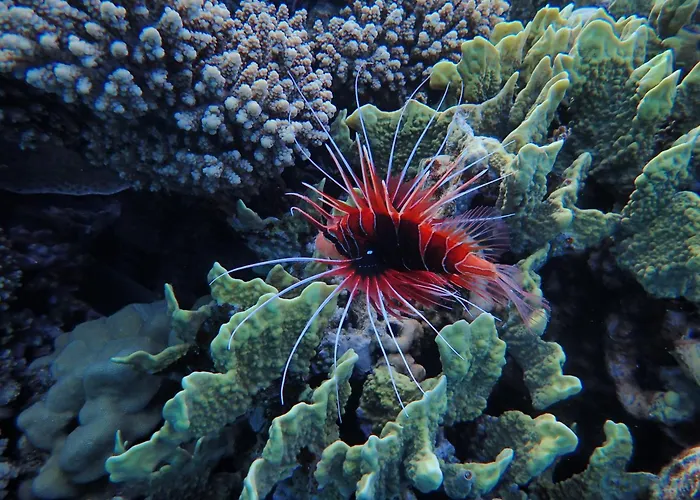 Frogfish Apartment