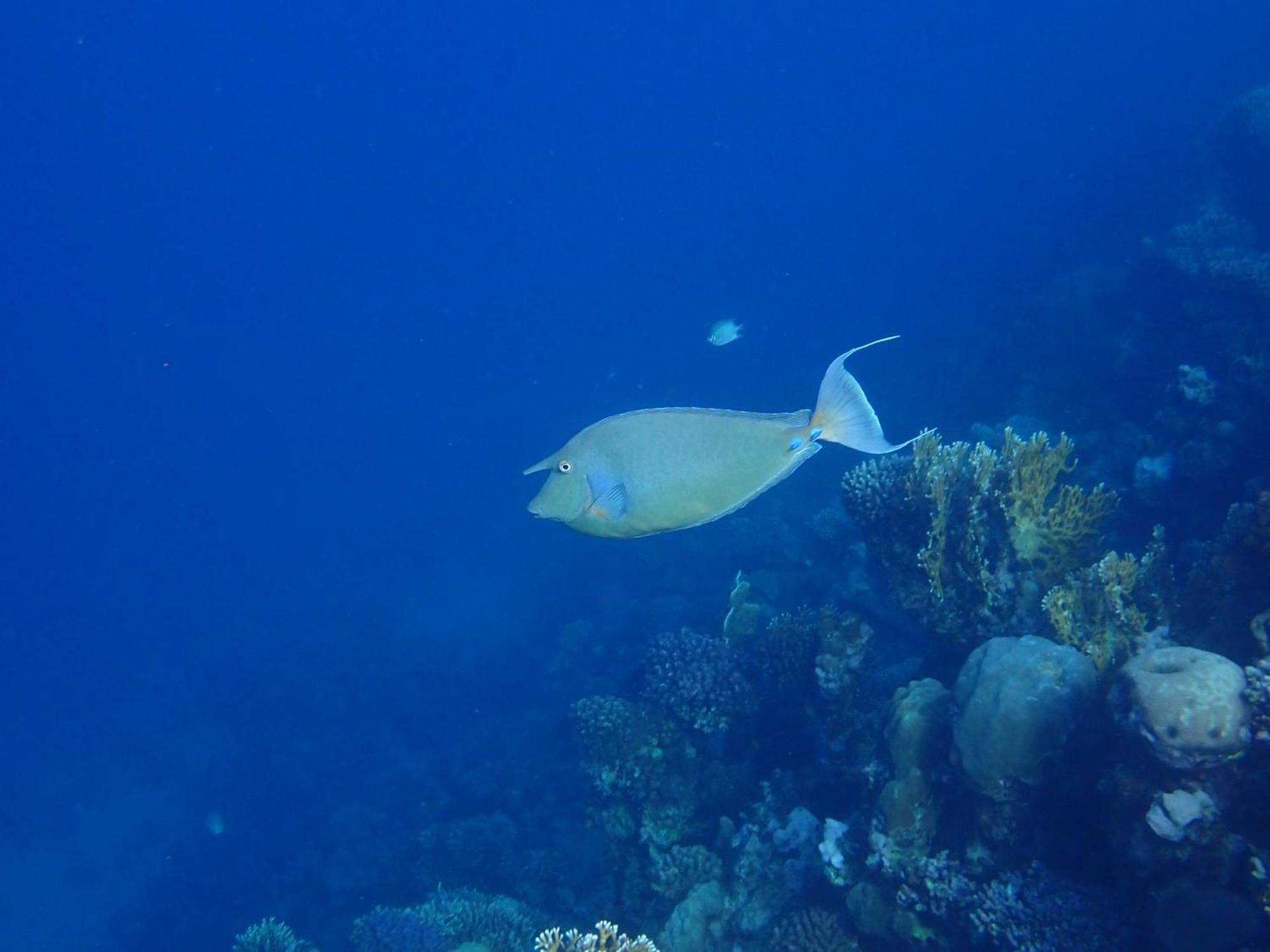Frogfish Dahab