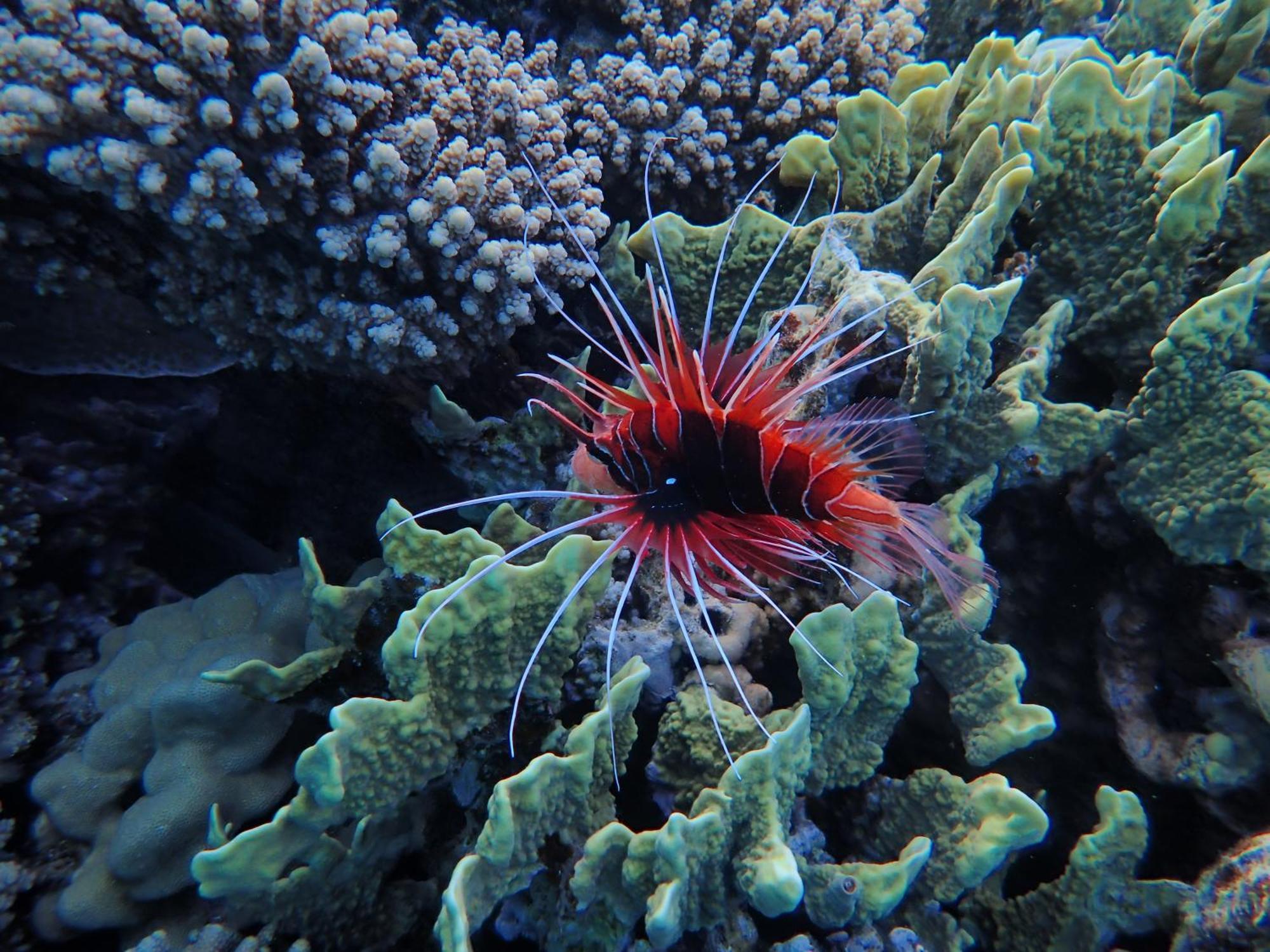 Frogfish Apartman *