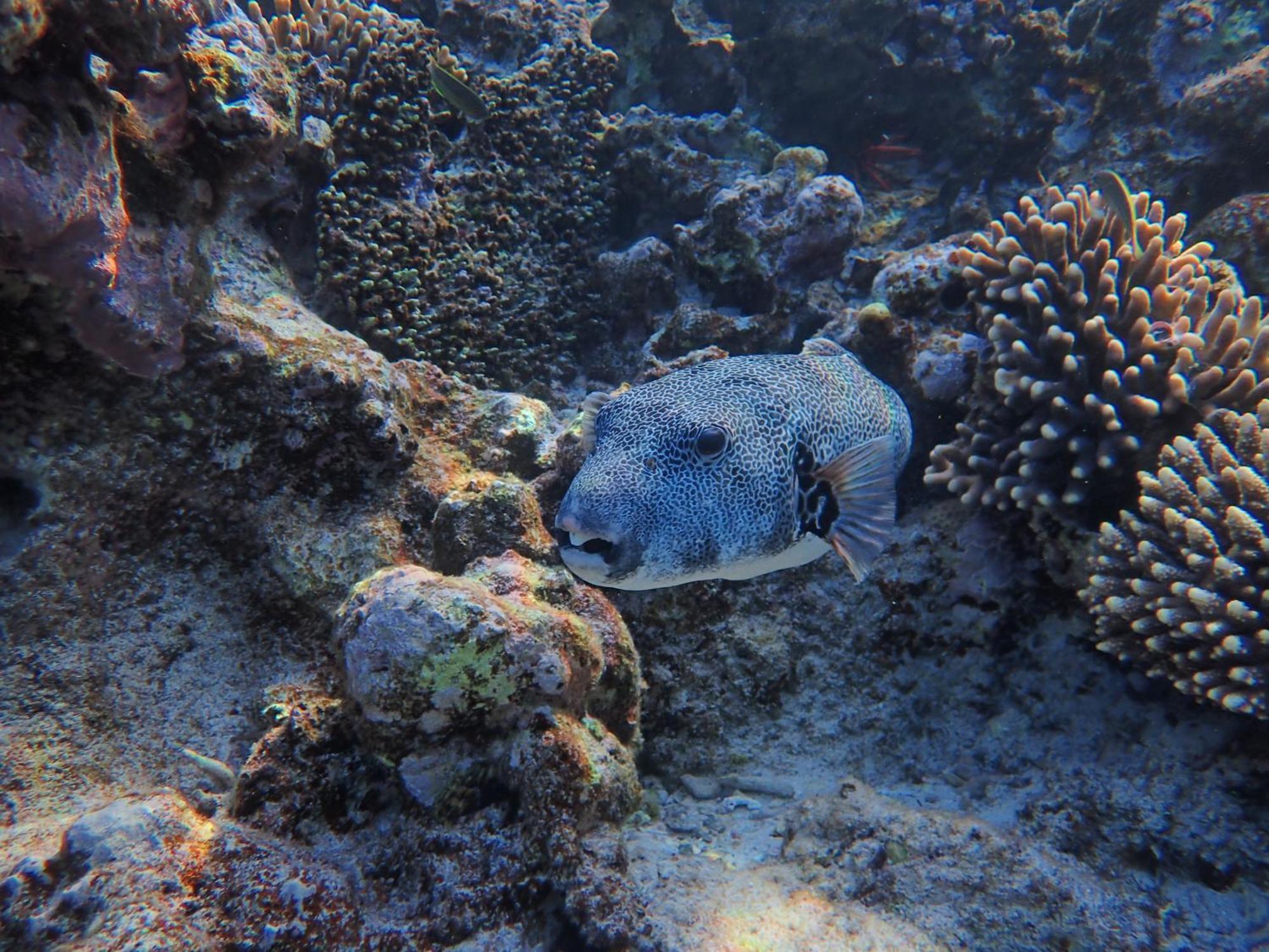 Frogfish * Dahab
